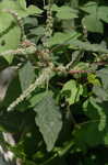 Thorny amaranth